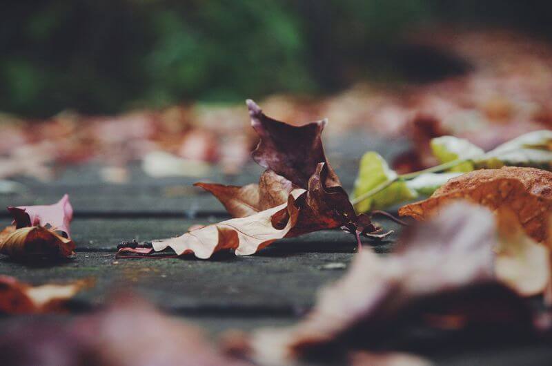 leaves on the ground