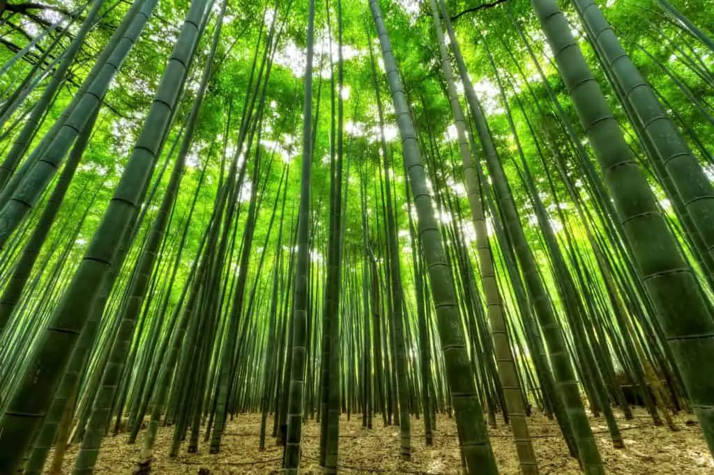 bamboo-forest