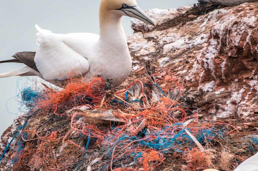 pájaro muerto residuos de plástico del océano