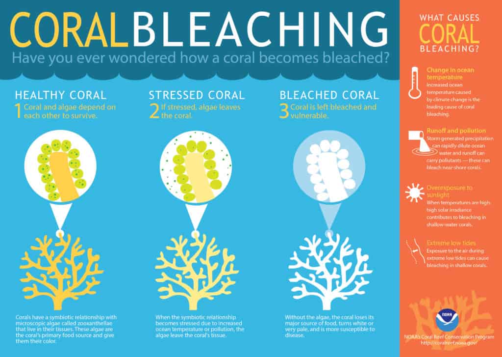 coral-bleaching