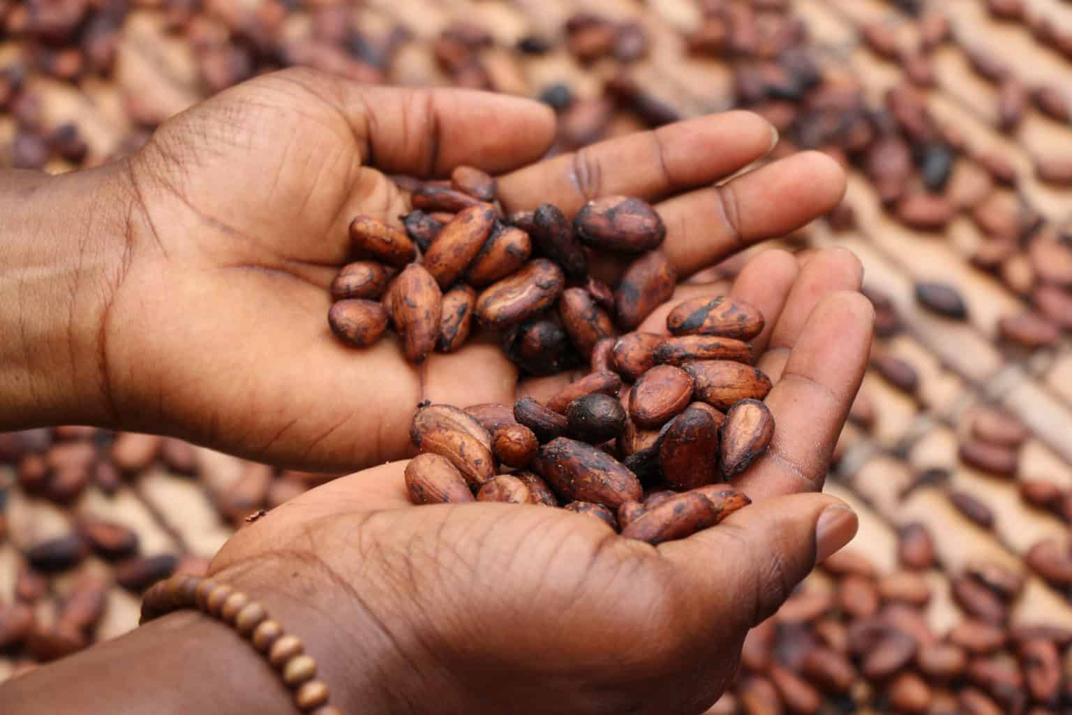 Fair Trade Chocolate The Ultimate Guide (Plus The Best Brands)