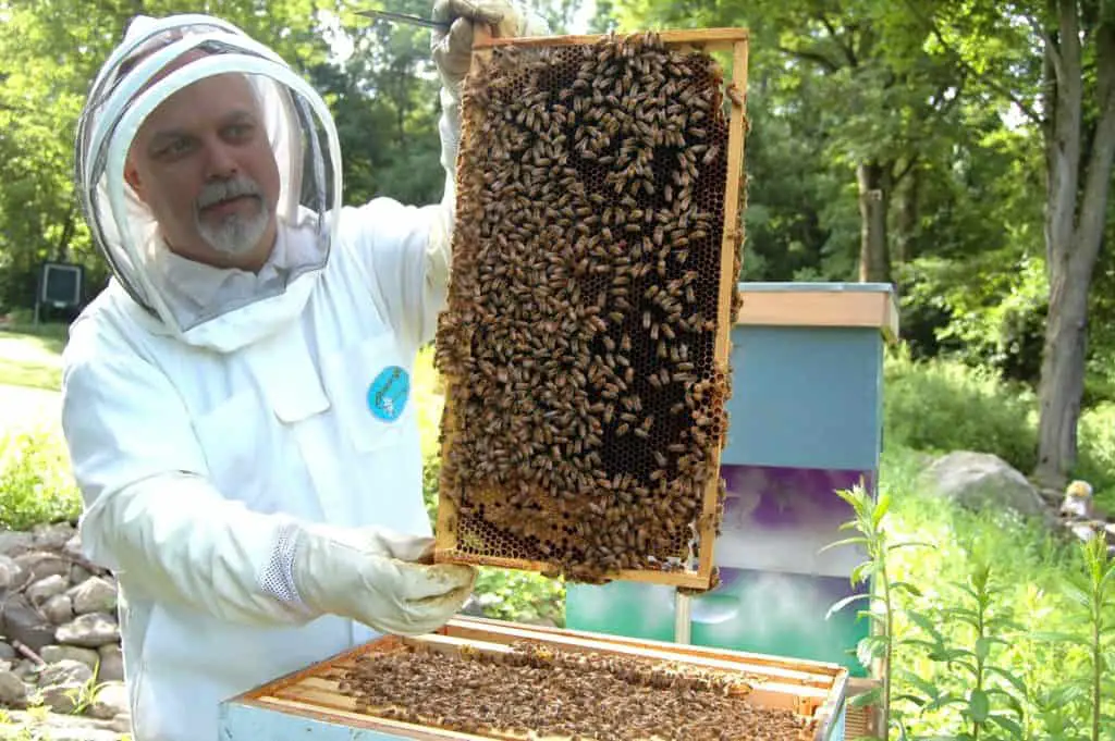 beekeeper harvesting beeswax honey