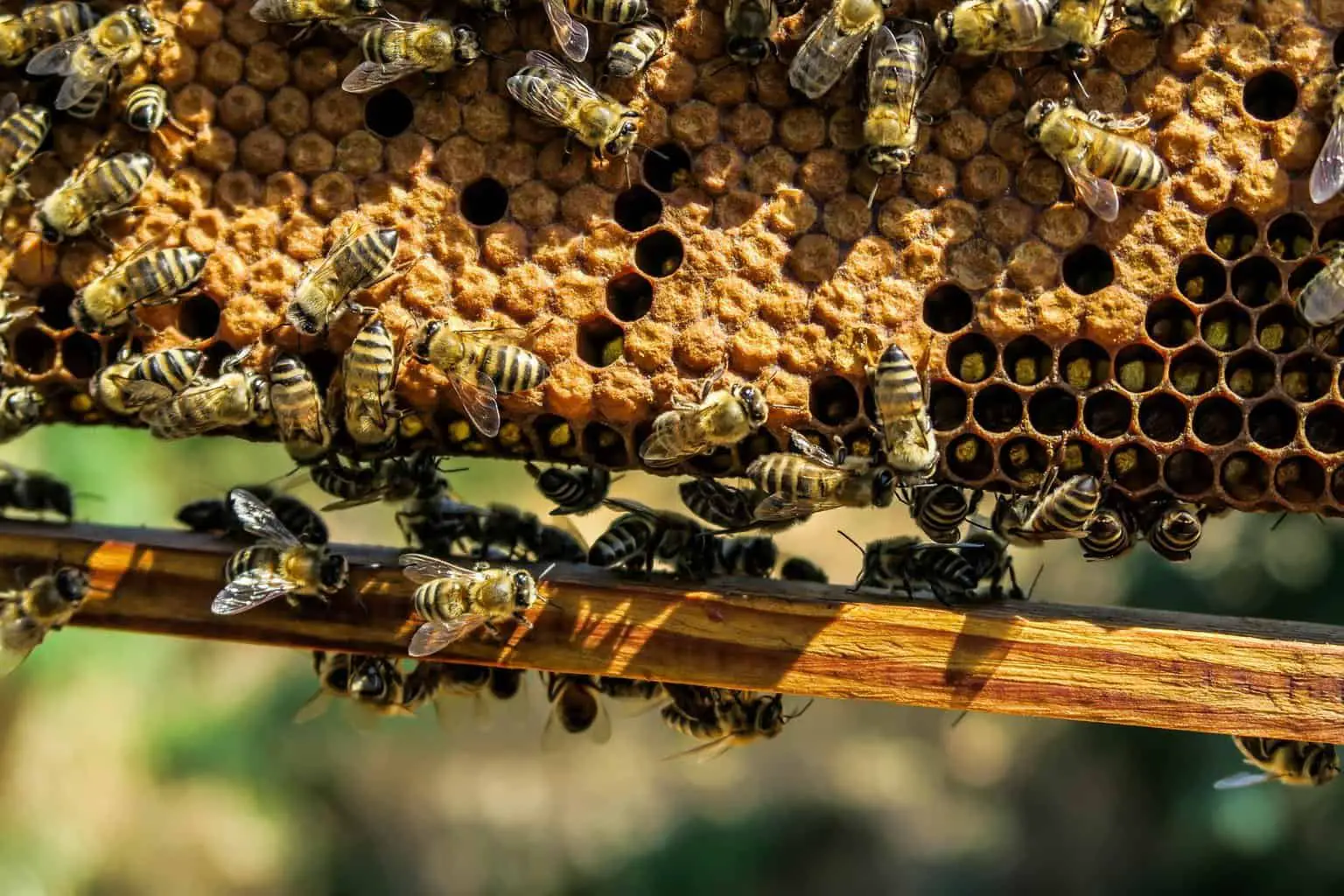 beeswax sustainable beehive