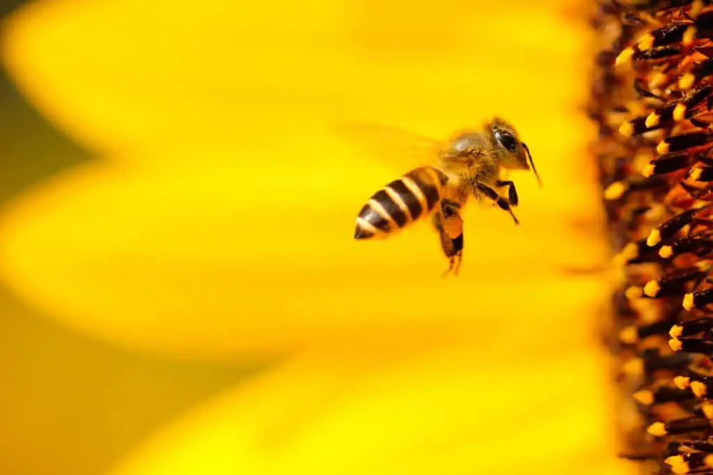 Honigbiene sammelt Nektar von Blüte