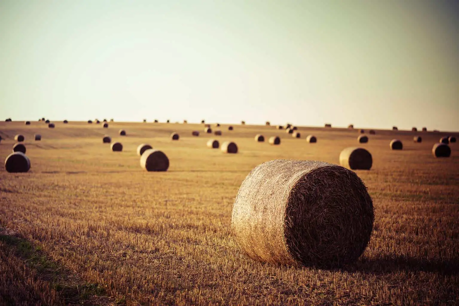 Is Hay Biodegradable? (+ Essential Facts You Should Know)