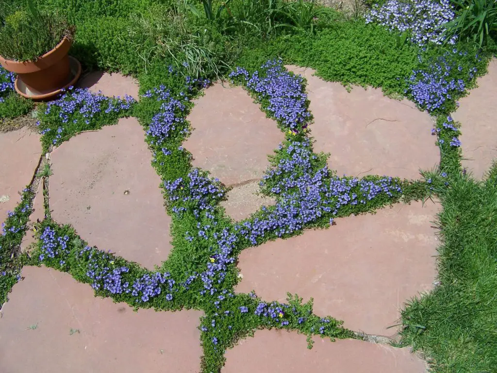 ground cover plants