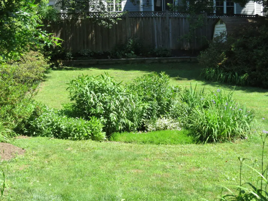 rain garden