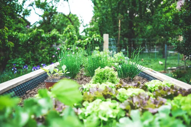 Is Landscaping Good for Plants? (+6 Plant-Friendly Tips)