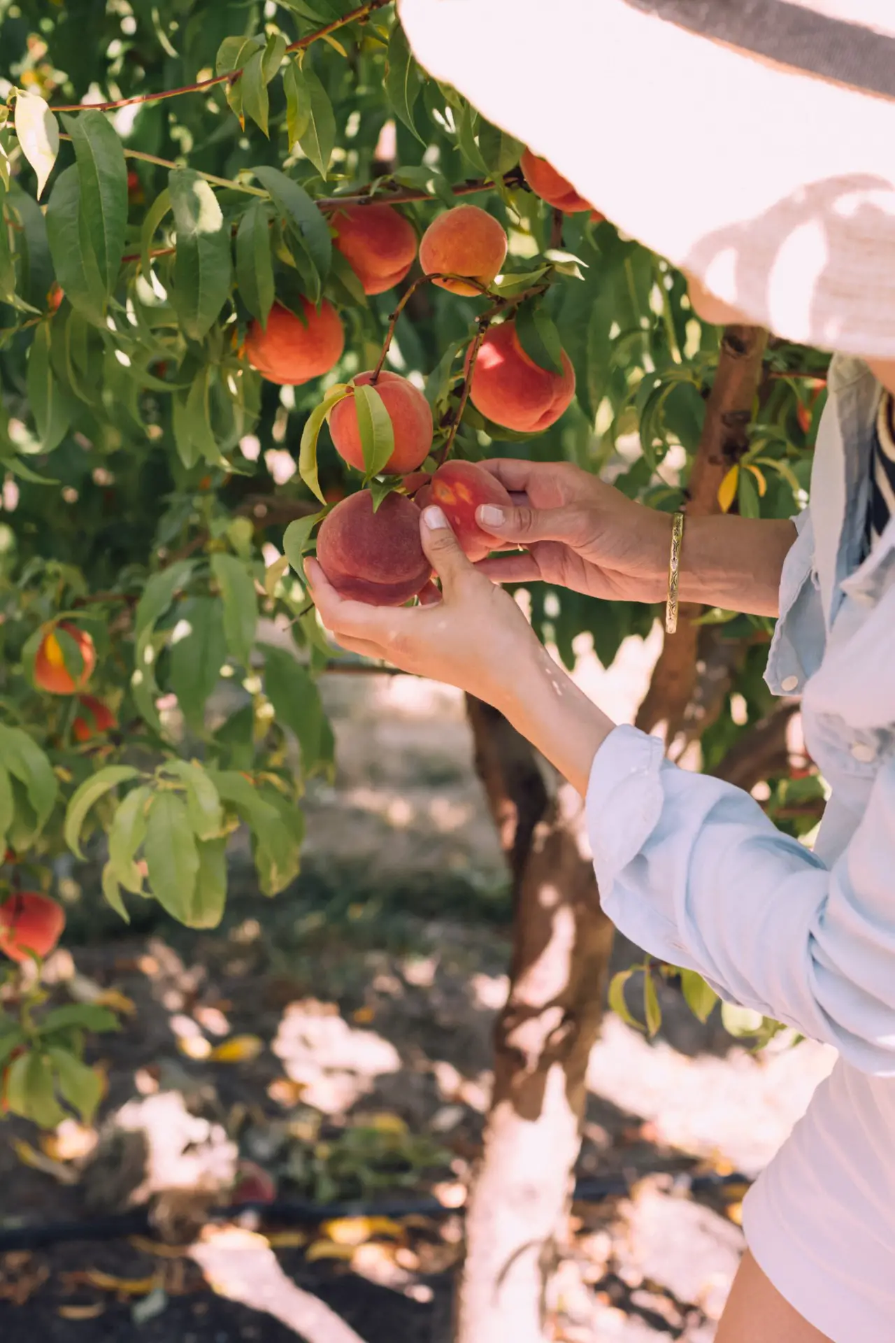What Is Orchard Gardening? (+5 Tips to Start Your Own Orchard)