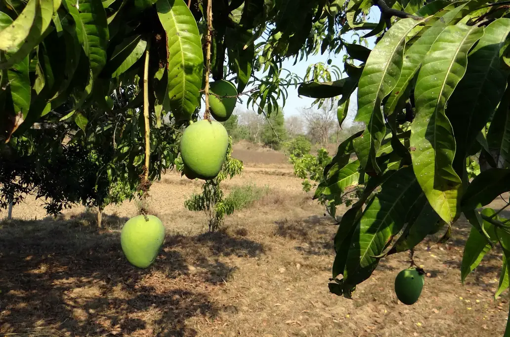 Ist Mangoholz nachhaltig