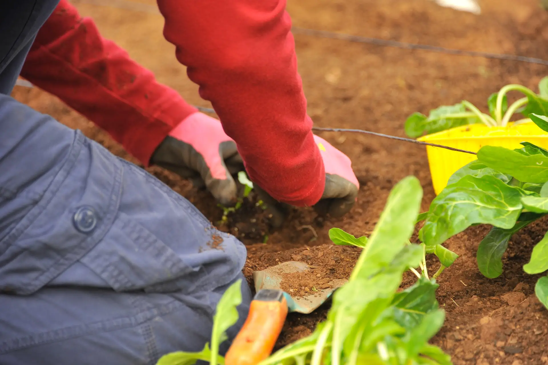 Does Radon Affect Gardening