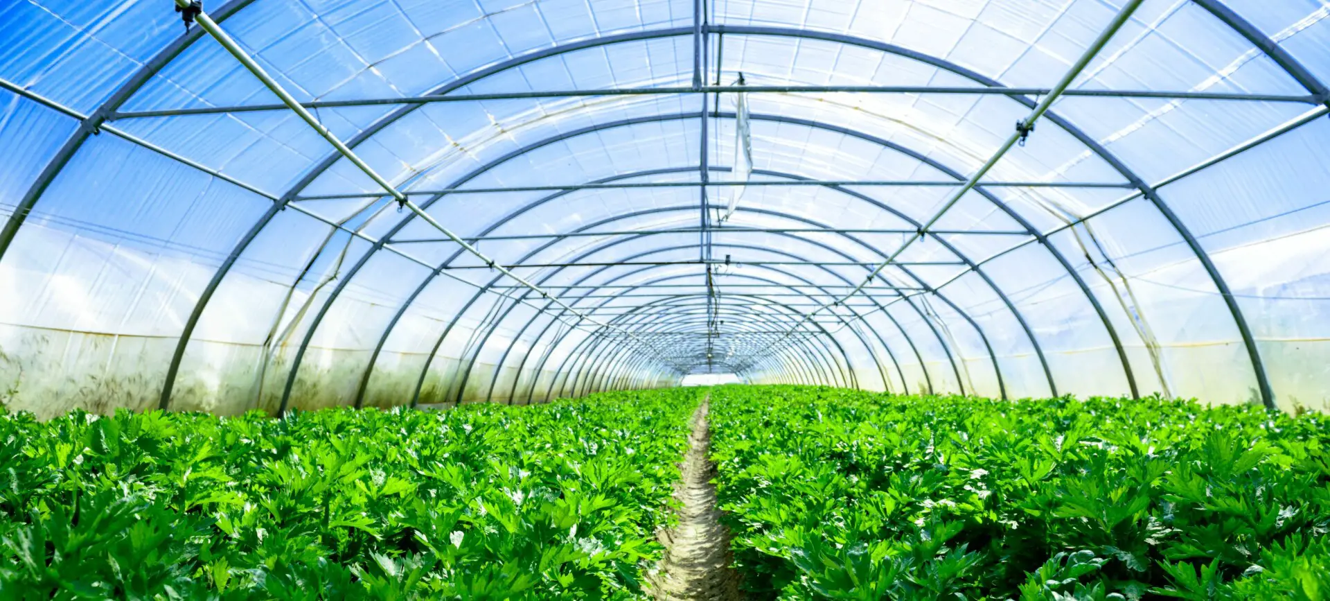 Are Greenhouses Bad for the Environment