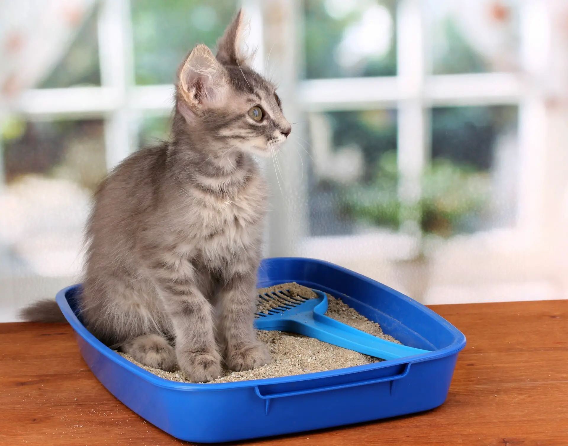 Is Cat Litter Bad for the Environment